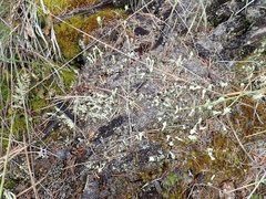Cladonia sulphurina