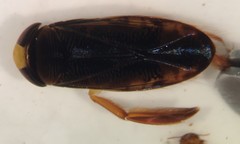 Hesperocorixa lucida