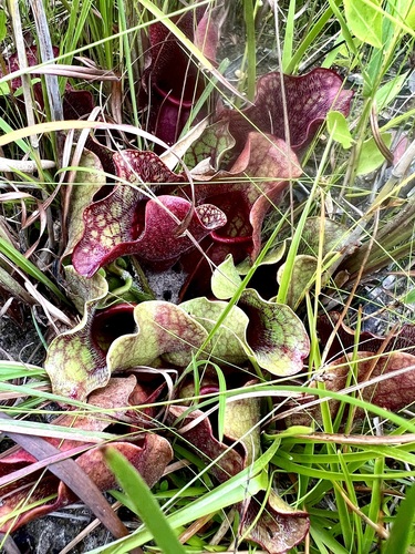 Image of Burk's southern pitcher plant by (c) sblumen, some rights reserved (CC BY)