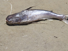 Bagre marinus