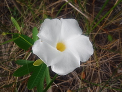 Rhabdadenia biflora