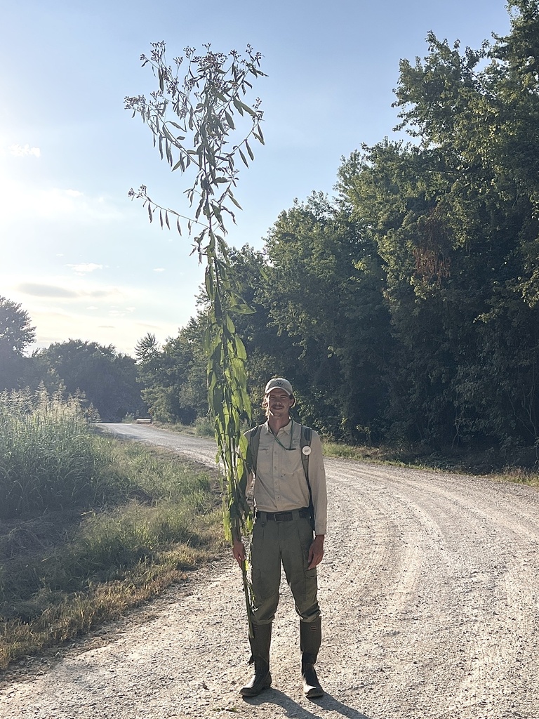 Vernonia gigantea, 182nd St, Tonganoxie, KS, US