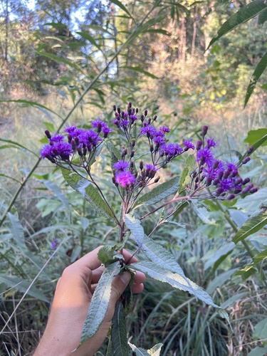 Vernonia gigantea
