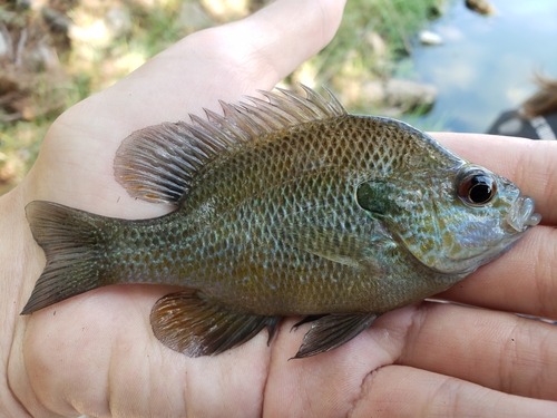 Plains Longear Sunfish