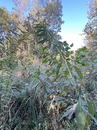 Vernonia gigantea
