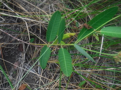Rhabdadenia biflora