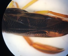 Hesperocorixa lucida