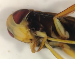 Hesperocorixa lucida