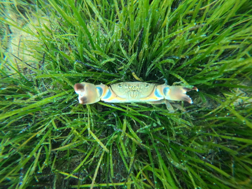 Warty Crab, Adriatic Sea, 08, HR, photo 7 of 10
