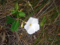 Rhabdadenia biflora