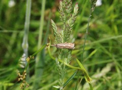 Crambus lathoniellus