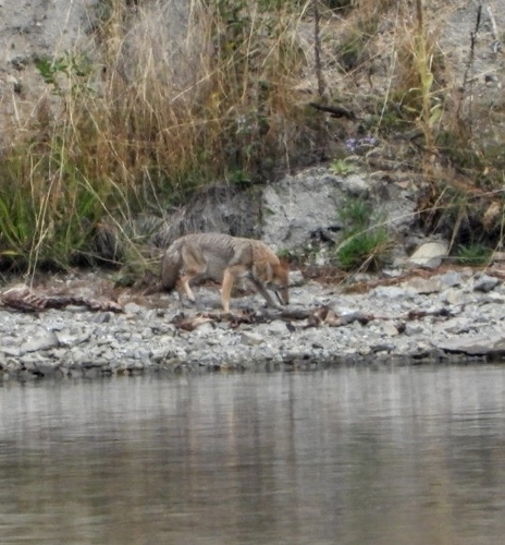 Coyote photographed in Montana