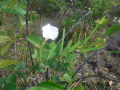 Rhabdadenia biflora