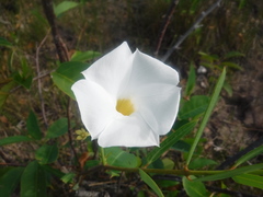 Rhabdadenia biflora