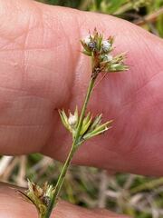 Scleria verticillata image