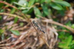 Orthetrum albistylum