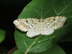 Eufidonia notataria