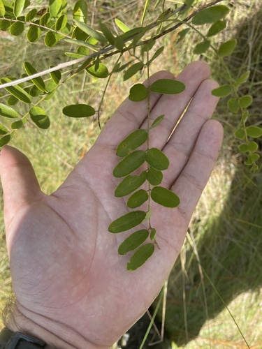 Image of Carolina Lead-Plant (Amorpha confusa) by no rights reserved