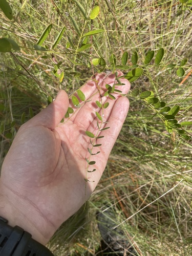 Image of Carolina Lead-Plant (Amorpha confusa) by no rights reserved