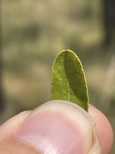 Image of Carolina Lead-Plant (Amorpha confusa) by no rights reserved
