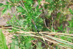 Orthetrum albistylum