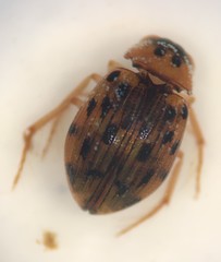 Berosus pantherinus
