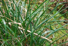 Orthetrum albistylum