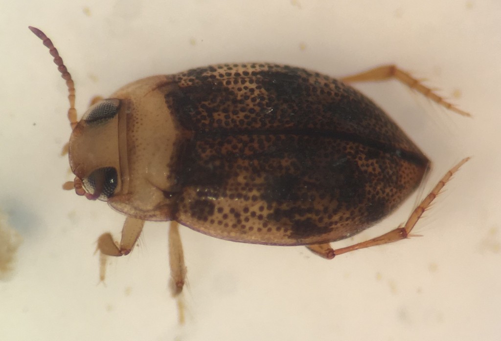 Anodocheilus