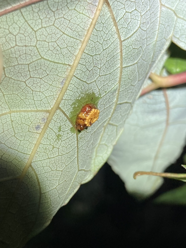 Insects in September 2024 by Jade Fortnash · iNaturalist