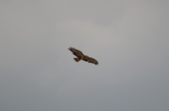 Buteo buteo