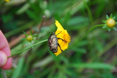 Cetoniinae