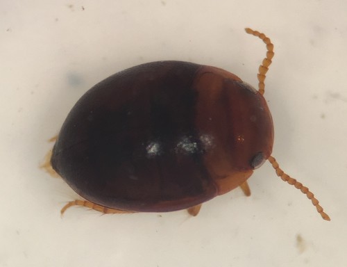 Hydrovatus platycornis
