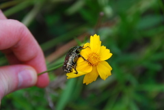 Cetoniinae