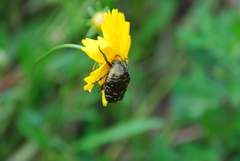 Cetoniinae