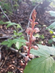 Corallorhiza striata vreelandii