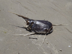 Bagre marinus