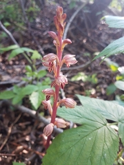 Corallorhiza striata vreelandii
