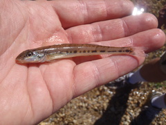 Crystallaria asprella