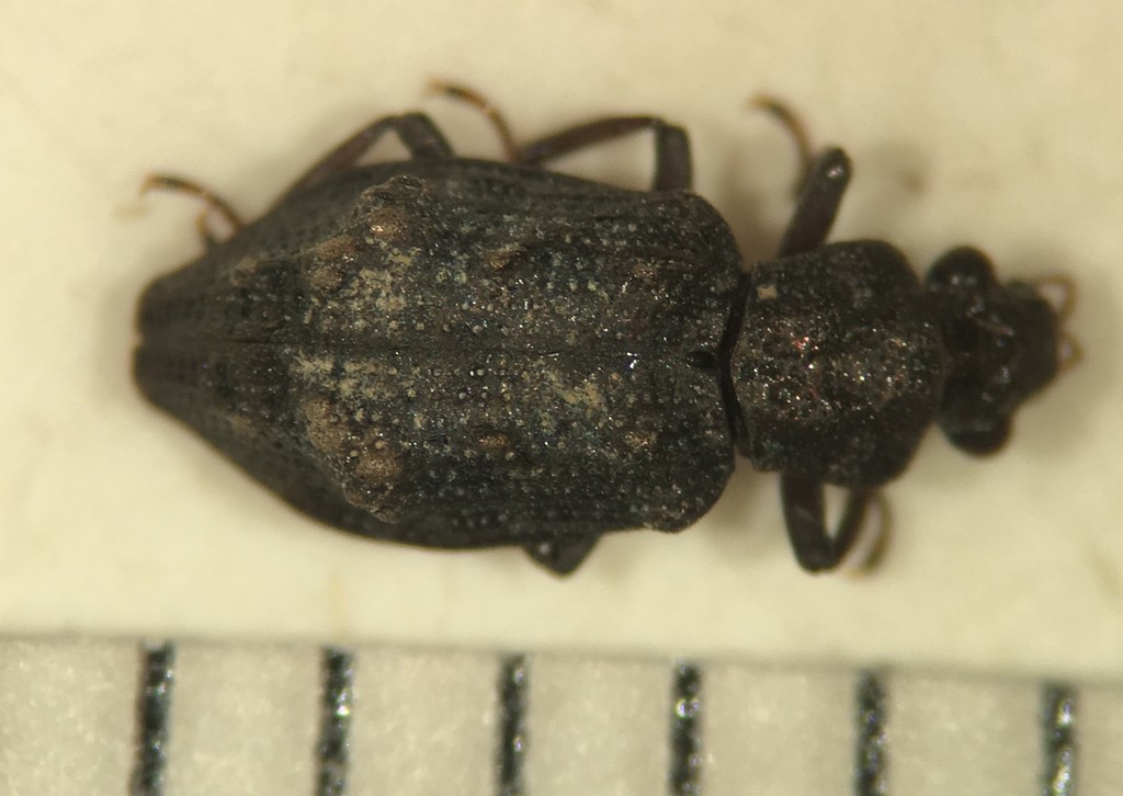 Hydrochus callosus