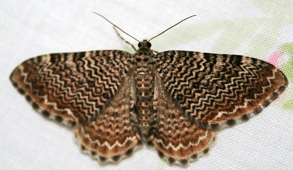 Cherry Scallop Shell Moth