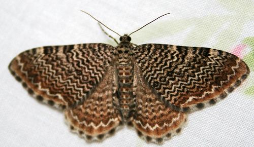 Cherry Scallop Shell Moth