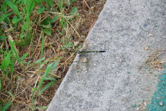 Orthetrum albistylum speciosum