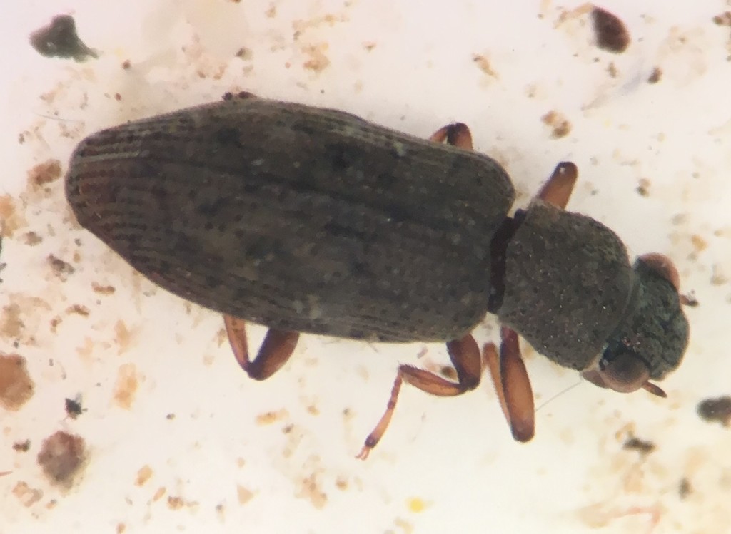 Hydrochus rufipes