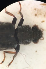 Hydrochus rugosus