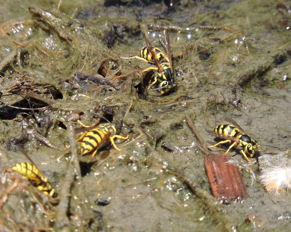 California Yellowjacket
