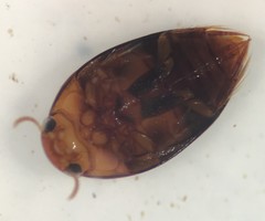 Suphisellus bicolor