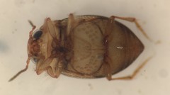 Anodocheilus exiguus