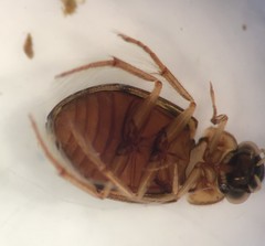 Berosus pantherinus