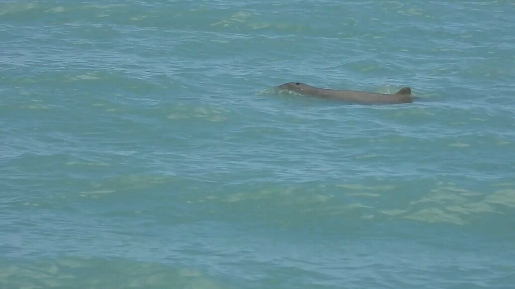 Snubfin dolphin at the surface of shallow blue-green water off Broome, Western Australia