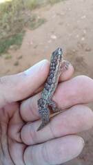Amaral's Brazilian Gecko photo 5